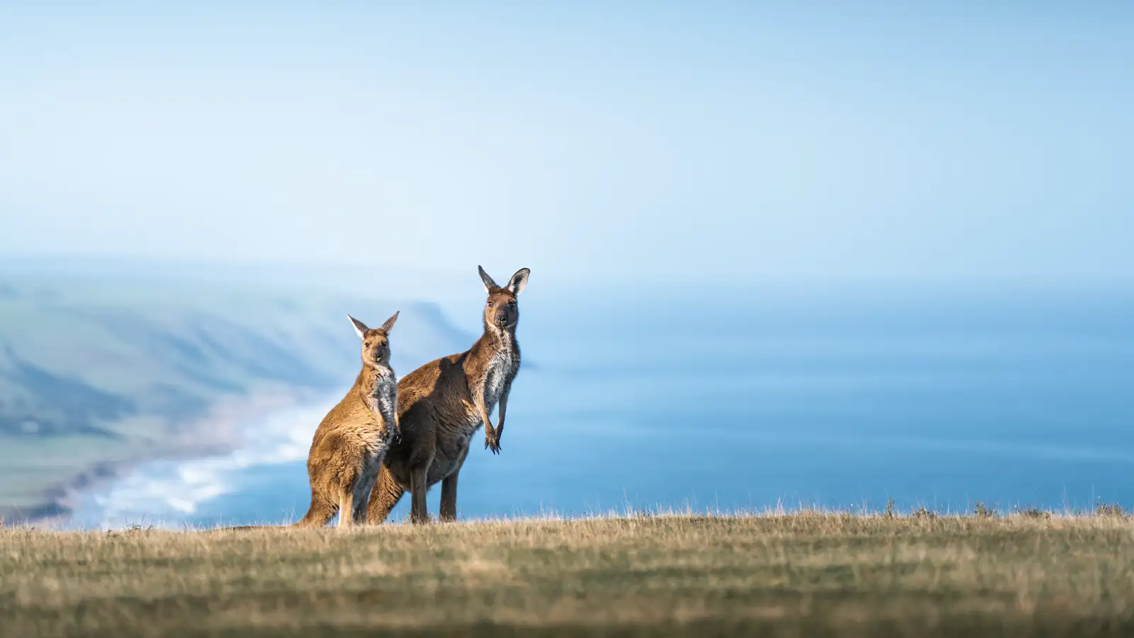   Australia: Family Trip Plus £10,000