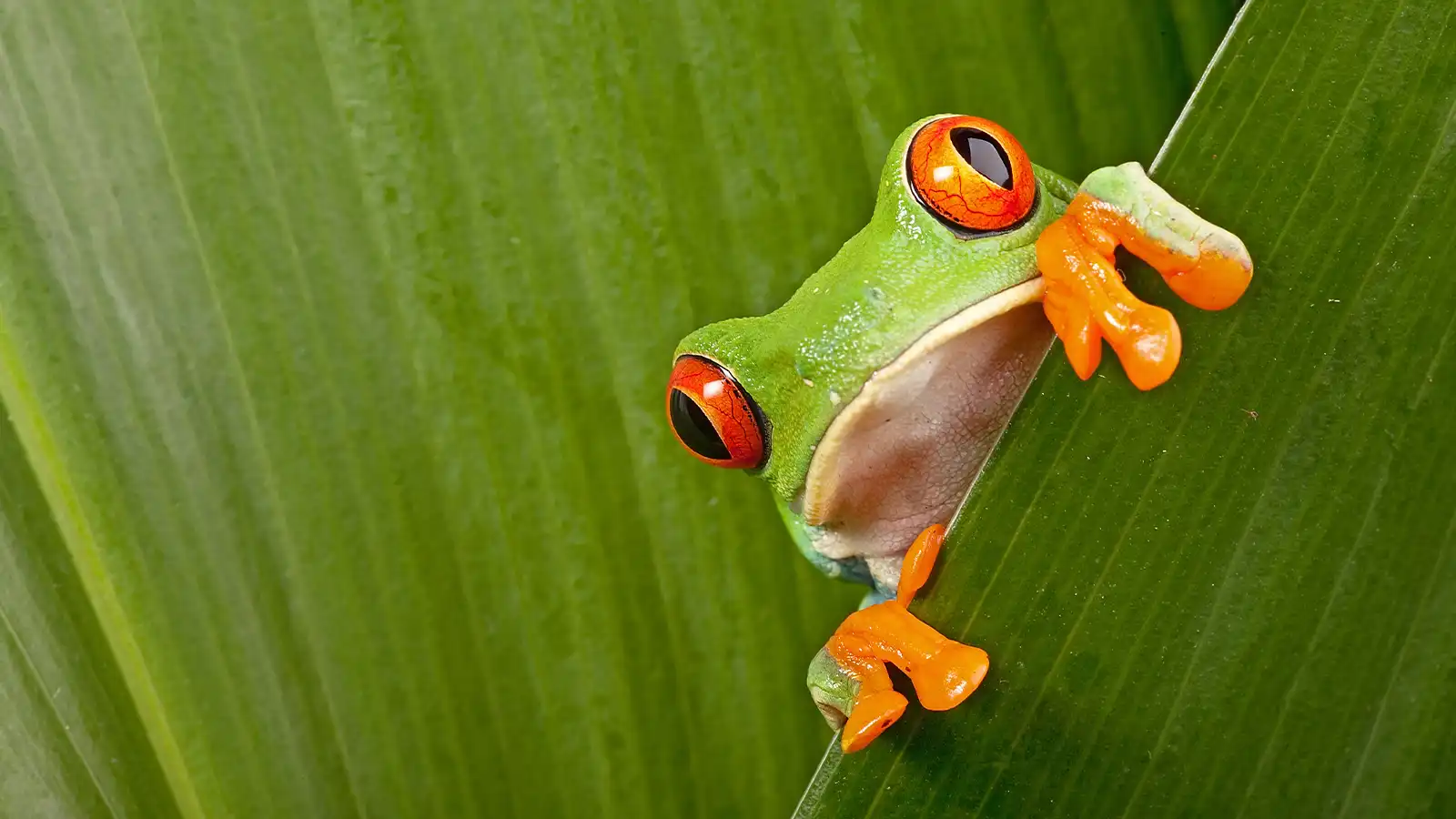   Costa Rica: Holiday