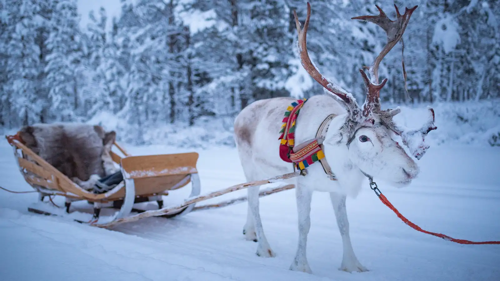   Lapland: Holiday for Four Plus £2,500